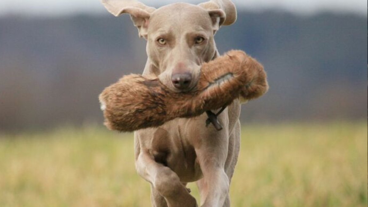 Apportieren für Jagdhunde