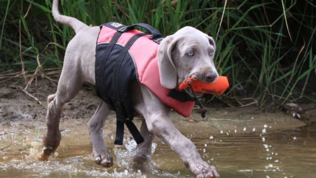 Wasser / Jagd